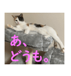 うちの猫 ちぼさんスタンプ（個別スタンプ：2）