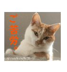 うちの猫 ちぼさんスタンプ（個別スタンプ：4）