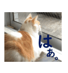 うちの猫 ちぼさんスタンプ（個別スタンプ：5）