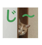 うちの猫 ちぼさんスタンプ（個別スタンプ：6）