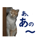 うちの猫 ちぼさんスタンプ（個別スタンプ：7）