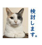 うちの猫 ちぼさんスタンプ（個別スタンプ：8）