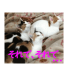うちの猫 ちぼさんスタンプ（個別スタンプ：9）