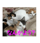 うちの猫 ちぼさんスタンプ（個別スタンプ：10）