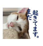 うちの猫 ちぼさんスタンプ（個別スタンプ：11）