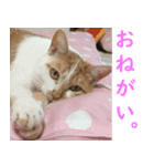 うちの猫 ちぼさんスタンプ（個別スタンプ：12）