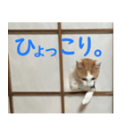 うちの猫 ちぼさんスタンプ（個別スタンプ：13）