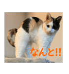 うちの猫 ちぼさんスタンプ（個別スタンプ：15）