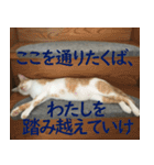 うちの猫 ちぼさんスタンプ（個別スタンプ：16）