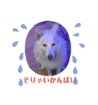 シロちゃんぺ（個別スタンプ：5）