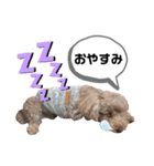 チャーちゃんのスタンプ（個別スタンプ：2）