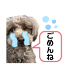 チャーちゃんのスタンプ（個別スタンプ：4）