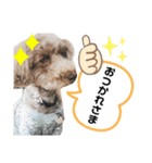 チャーちゃんのスタンプ（個別スタンプ：5）