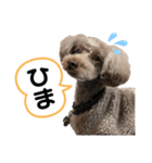 チャーちゃんのスタンプ（個別スタンプ：6）
