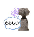 チャーちゃんのスタンプ（個別スタンプ：8）
