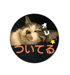 にゃんこ友達編2（個別スタンプ：1）