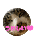 にゃんこ友達編2（個別スタンプ：2）