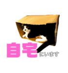 にゃんこ友達編2（個別スタンプ：5）