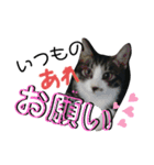 にゃんこ友達編2（個別スタンプ：6）