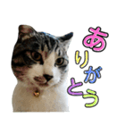 にゃんこ友達編2（個別スタンプ：10）