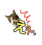 にゃんこ友達編2（個別スタンプ：12）