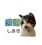 にゃんこ友達編2（個別スタンプ：13）