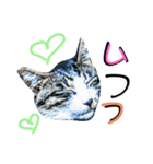 にゃんこ友達編2（個別スタンプ：14）
