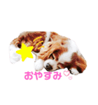 ハロ.アロ.ヒロ だワン！（個別スタンプ：1）