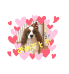 ハロ.アロ.ヒロ だワン！（個別スタンプ：2）
