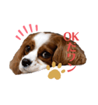 ハロ.アロ.ヒロ だワン！（個別スタンプ：3）