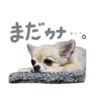 むぎころよん（個別スタンプ：7）