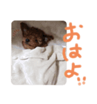 むぎころよん（個別スタンプ：11）
