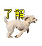 トイプー’sLife 2（個別スタンプ：4）