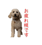 トイプー’sLife 2（個別スタンプ：5）