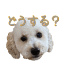 トイプー’sLife 2（個別スタンプ：6）
