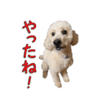 トイプー’sLife 2（個別スタンプ：7）