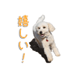トイプー’sLife 2（個別スタンプ：8）