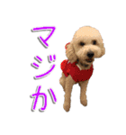 トイプー’sLife 2（個別スタンプ：10）