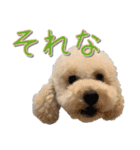トイプー’sLife 2（個別スタンプ：11）