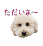 トイプー’sLife 2（個別スタンプ：13）