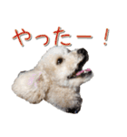 トイプー’sLife 2（個別スタンプ：16）