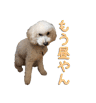 トイプー’sLife 2（個別スタンプ：17）