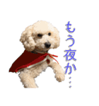 トイプー’sLife 2（個別スタンプ：18）