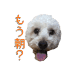 トイプー’sLife 2（個別スタンプ：19）