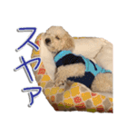 トイプー’sLife 2（個別スタンプ：20）