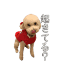 トイプー’sLife 2（個別スタンプ：24）