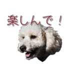 トイプー’sLife 2（個別スタンプ：28）