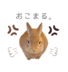 KIJIMARU ミニうさぎのきじまるスタンプ（個別スタンプ：16）