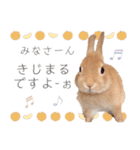 KIJIMARU ミニうさぎのきじまるスタンプ（個別スタンプ：23）