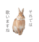 KIJIMARU ミニうさぎのきじまるスタンプ（個別スタンプ：24）